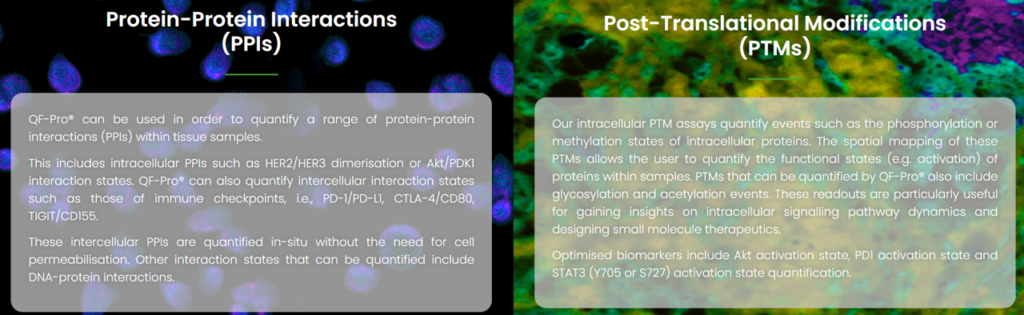空間トランスクリプトーム解析では遺伝子発現を網羅的に調べることが多いですが、QF-Pro®はタンパク質間相互作用(PPI)、タンパク質-リガンドの相互作用や翻訳後修飾(PTMs)の解析で活用されています。