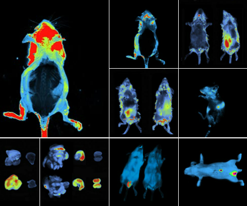 様々なin vivoイメージング