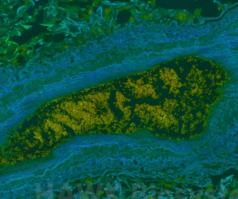 空間生物学の新領域であるHAWK Biosystems社 QF-Pro®技術の紹介